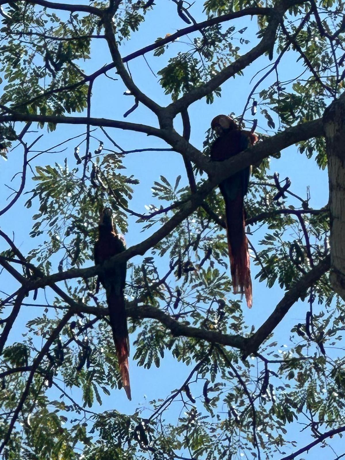Macaw Paradise Jaco Ngoại thất bức ảnh