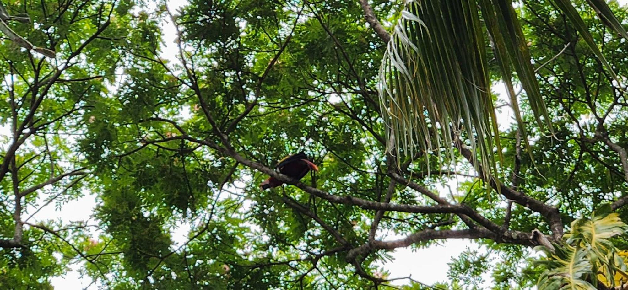 Macaw Paradise Jaco Ngoại thất bức ảnh