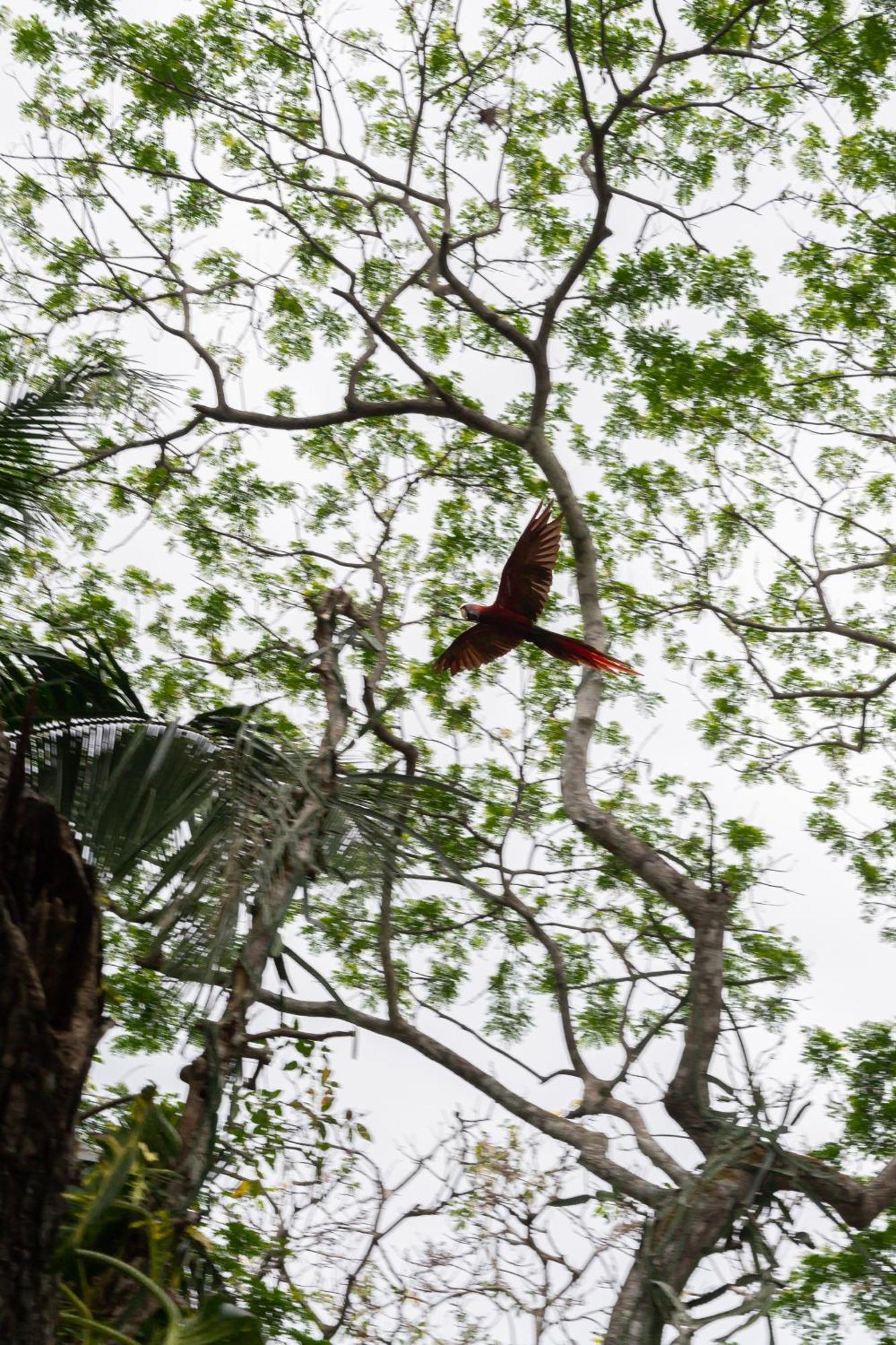Macaw Paradise Jaco Ngoại thất bức ảnh