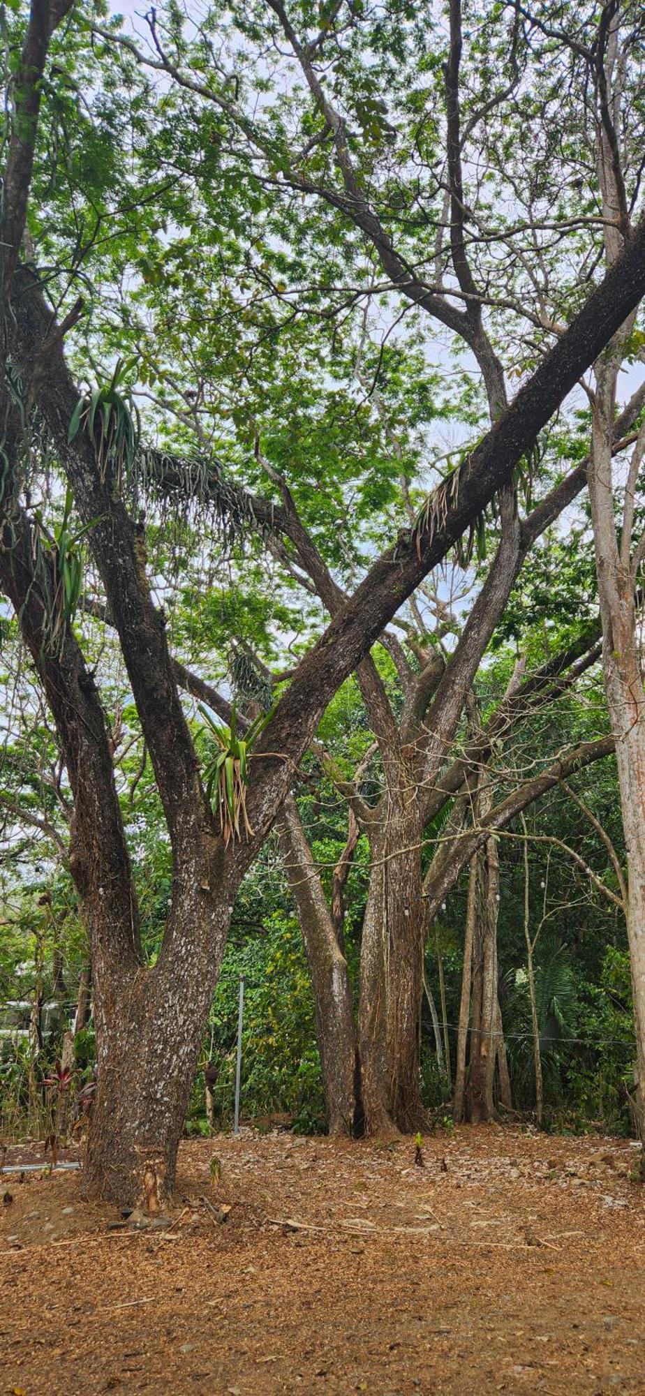 Macaw Paradise Jaco Ngoại thất bức ảnh